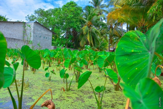 ފުނާޑު ކޯޕްރޭޓިވްސް އިން އުފައްދާ އަލަ ޗިޕްސް އަކީ މުޅި ރާއްޖޭގައި މަގުބޫލުކަން ހޯދަމުން އަންނަ ފުވައްމުލަކުގެ އަމިއްލަ އުފެއްދުމެއް: ފުވައްމުލަކު އަލަ ބިމެއް -- ސަން ފޮޓޯ/ ފަޔާޒު މޫސާ