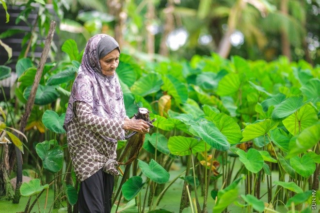 ފުނާޑު ކޯޕްރޭޓިވްސް އިން އުފައްދާ އަލަ ޗިޕްސް އަކީ މުޅި ރާއްޖޭގައި މަގުބޫލުކަން ހޯދަމުން އަންނަ ފުވައްމުލަކުގެ އަމިއްލަ އުފެއްދުމެއް -- ސަން ފޮޓޯ/ ފަޔާޒު މޫސާ
