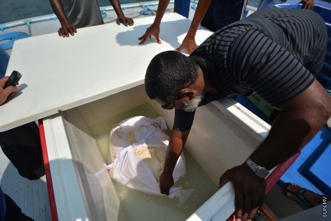 މަހަށް ނުކުމެ އުޅެނިކޮށް، މިދިޔަ އާދީއްތަ ދުވަހު ށ. ފޯކައިދޫ "މާކަރީ 7" ދޯނިން ހޮވި މާވަހަރު-- ސަން ފޮޓޯ/ ފަޔާޒު މޫސާ