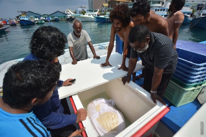 މަހަށް ނުކުމެ އުޅެނިކޮށް، މިދިޔަ އާދީއްތަ ދުވަހު 60 ކިލޯގެ މާވަހަރު ހޮވި ށ. ފޯކައިދޫ "މާކަރީ 7" ދޯނި-- ސަން ފޮޓޯ/ ފަޔާޒު މޫސާ