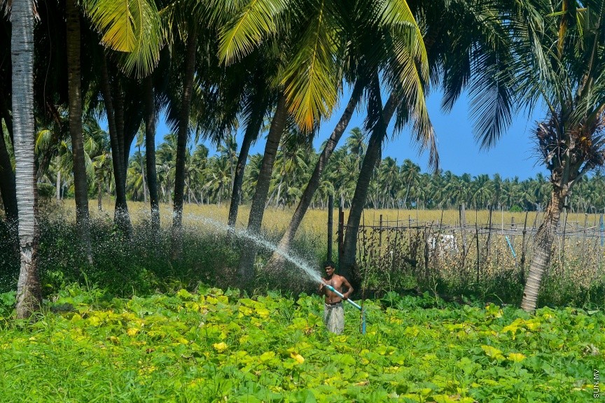 ދަނޑަށް މީހަކު ފެން ޖަހަނީ: މޭވާ އާއި ތަރުކާރީގެ ކޮލެޓީ ހިފެހެއްޓުމަށް ދަނޑުތައް ބަލަހައްޓަނީ ފަރުވާތެރިކަމާއެކު-- ސަން ފޮޓޯ/ މުހައްމަދު އަފްރާހު
