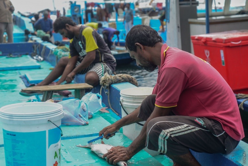 މާލެ ބަދަރުގައި އޮތް ދޯޔެއްގައި އިން މަސްވެރިޔަކު މަހެއް ކަނޑަނީ--ސަން ފޮޓޯ/ މުހައްމަދު އަފްރާހް