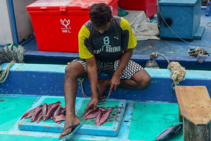 މާލެ ބަދަރުގައި އޮތް ދޯޔެއްގައި  މަސްވެރިޔަކު މަހެއް ކަނޑަނީ--ސަން ފޮޓޯ/ މުހައްމަދު އަފްރާހް