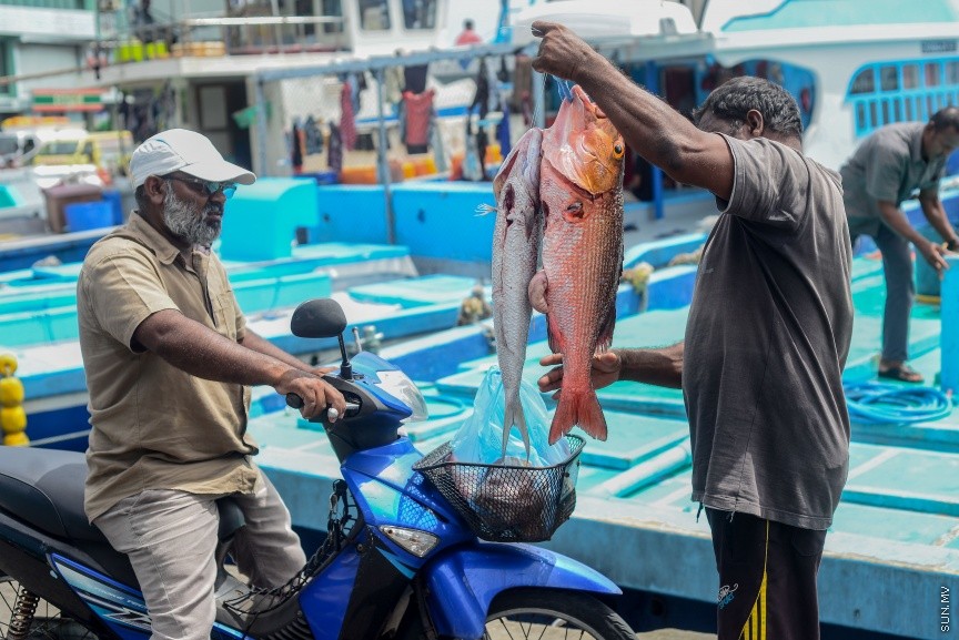މާލޭ މަސްމާރުކޭޓް ބަނދަރުގައި އޮތް ދޯޏަކުން ބޭލި ފަރުމަސްތަކެއް ހިފައިގެން މަސްވެރިއަކު: ރޯދަ މަހުގެ ފުރަތަމަ 10 ދުވަސް ފާއިތުވެ ދިޔައިރުވެސް ބާޒާރުގައި ތަކެތީގެ އަގު އަދިވެސް ބޮޑު --- ސަން ފޮޓޯ/ މުހައްމަދު އަފްރާހް
