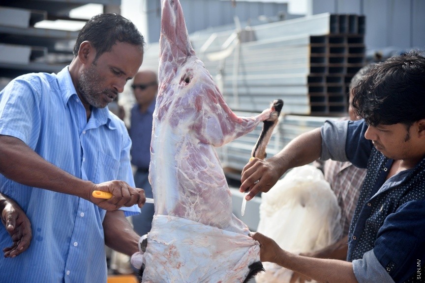 އަޟްޙާ ޢީދު 1438: މާލޭ ސިނާއީ ސަރަހައްދުގައި އުޟްޙިޔާ ކަތިލުން ކުރިއަށް ދަނީ -- ސަން ފޮޓޯ: ފަޔާޒް މޫސާ