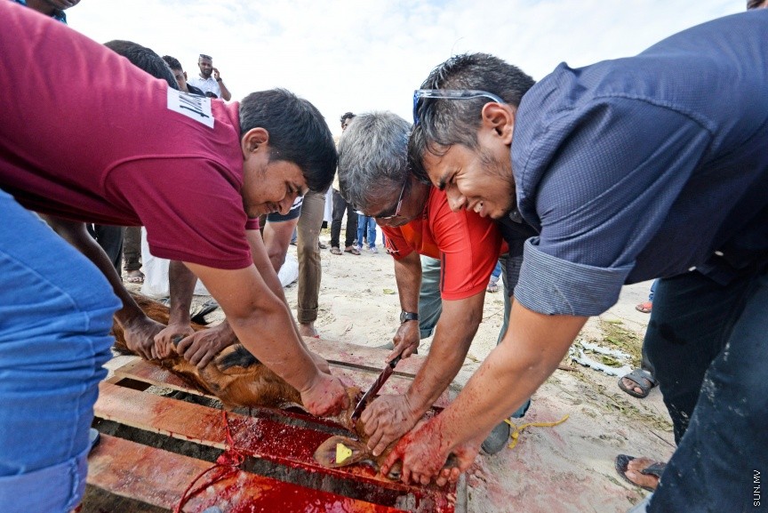 އަޟްޙާ ޢީދު 1438: މާލޭ ސިނާއީ ސަރަހައްދުގައި އުޟްޙިޔާ ކަތިލުން ކުރިއަށް ދަނީ -- ސަން ފޮޓޯ: ފަޔާޒް މޫސާ