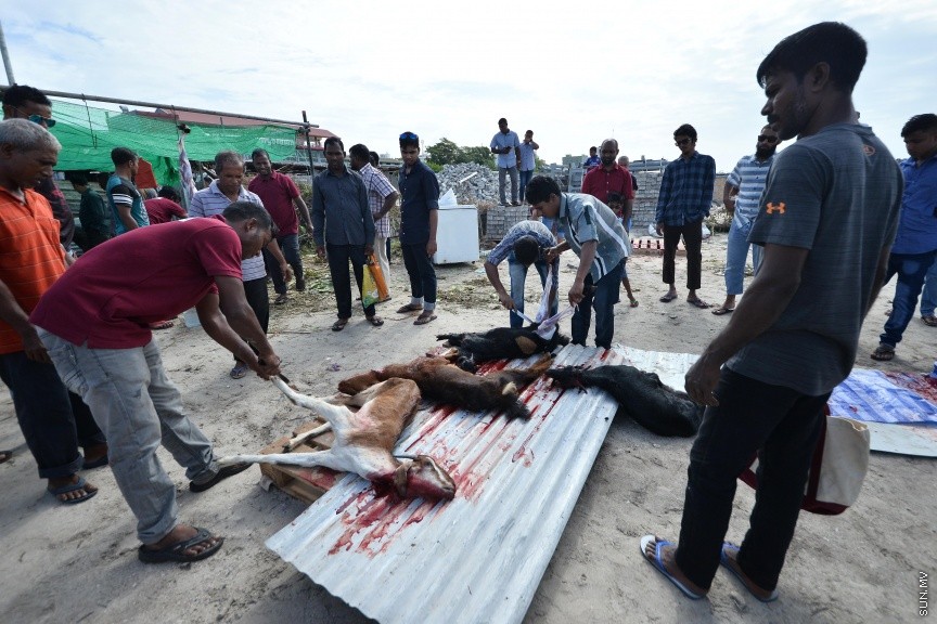 އަޟްޙާ ޢީދު 1438: މާލޭ ސިނާއީ ސަރަހައްދުގައި އުޟްޙިޔާ ކަތިލުން ކުރިއަށް ދަނީ -- ސަން ފޮޓޯ: ފަޔާޒް މޫސާ