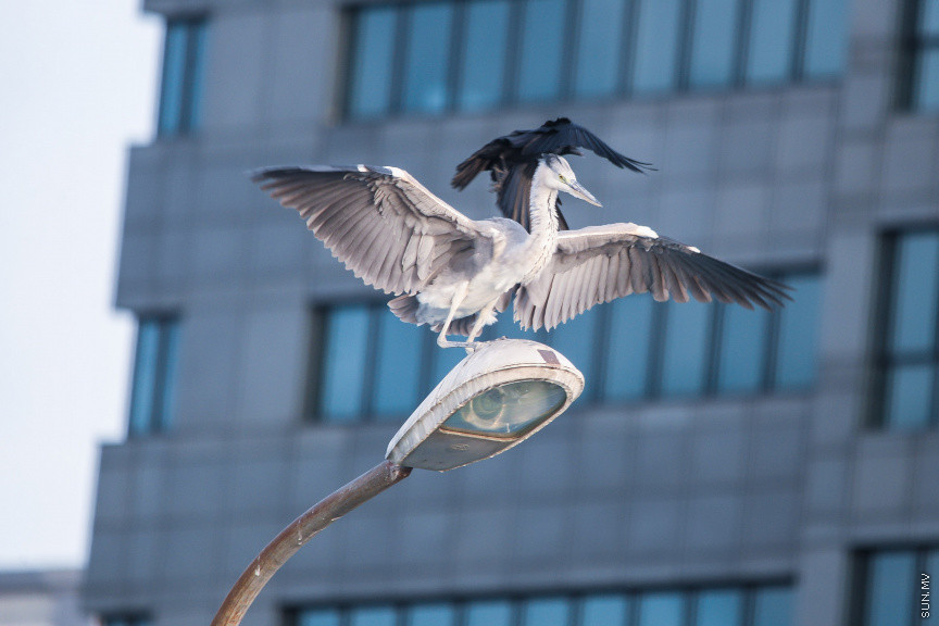 މަސްމާރުކޭޓު ފުރާޅުމައްޗަށް ތިރިކުރާ މާކަނާތައް: މާކަނާ ކަނޑުގުރުވަ ނޫނީ ނުކަން ހިތްވަރު ކުރާ ވާހަކަ ކުރިން އިވުނު ނަމަވެސް މި މާކަނާތައް ތަފާތެވެ. މިސޮރުމެން ކޮންމެ ދުވަހަކު ތިރިކުރަނިީ މާލޭ ވަޅޯމަސް މާރުކޭޓު ފުރާޅަށެވެ. އެސަރަހައްދުގައި އުޅޭ އާންމުންނާއި މަސްވެރިން މާކަނާތަކަށް ކާންދެނީ މަހެވެ. މިހާރު މިއީ އެސަރަހައްދަށް އޮޅު، މަސްމާރުކޭޓު ސަރަހައްދާ ގުޅިފައިވާ މާކަނާ ތަކެކެވެ. ކޮންމެ ދުވަހަކުވެސް އެ ސަރަޙައްދަށް 17 ވަރަކަށް މާކަނާ ތިރިކުރެއެވެ. މިއީ ކޮންކްރީޓް ޖަންގަލީގެ އެންމެ ކާރުބާރު ބޮޑު ސަރަހައްދުން ބޮޑު ތަފާތެއް ދައްކައިދޭ މަންޒަރެކެވެ -- ސަން ފޮޓޯ/ ފަޔާޒު މޫސާ