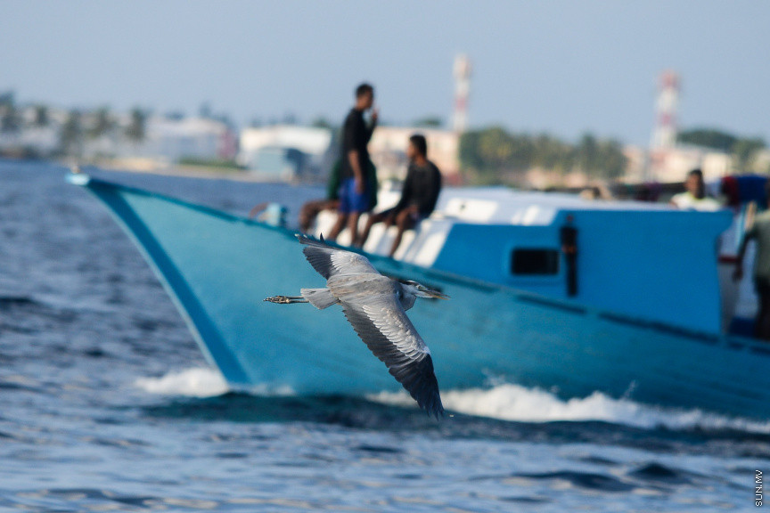 މަސްމާރުކޭޓު ފުރާޅުމައްޗަށް ތިރިކުރާ މާކަނާތައް: މާކަނާ ކަނޑުގުރުވަ ނޫނީ ނުކަން ހިތްވަރު ކުރާ ވާހަކަ ކުރިން އިވުނު ނަމަވެސް މި މާކަނާތައް ތަފާތެވެ. މިސޮރުމެން ކޮންމެ ދުވަހަކު ތިރިކުރަނިީ މާލޭ ވަޅޯމަސް މާރުކޭޓު ފުރާޅަށެވެ. އެސަރަހައްދުގައި އުޅޭ އާންމުންނާއި މަސްވެރިން މާކަނާތަކަށް ކާންދެނީ މަހެވެ. މިހާރު މިއީ އެސަރަހައްދަށް އޮޅު، މަސްމާރުކޭޓު ސަރަހައްދާ ގުޅިފައިވާ މާކަނާ ތަކެކެވެ. ކޮންމެ ދުވަހަކުވެސް އެ ސަރަޙައްދަށް 17 ވަރަކަށް މާކަނާ ތިރިކުރެއެވެ. މިއީ ކޮންކްރީޓް ޖަންގަލީގެ އެންމެ ކާރުބާރު ބޮޑު ސަރަހައްދުން ބޮޑު ތަފާތެއް ދައްކައިދޭ މަންޒަރެކެވެ -- ސަން ފޮޓޯ/ ފަޔާޒު މޫސާ