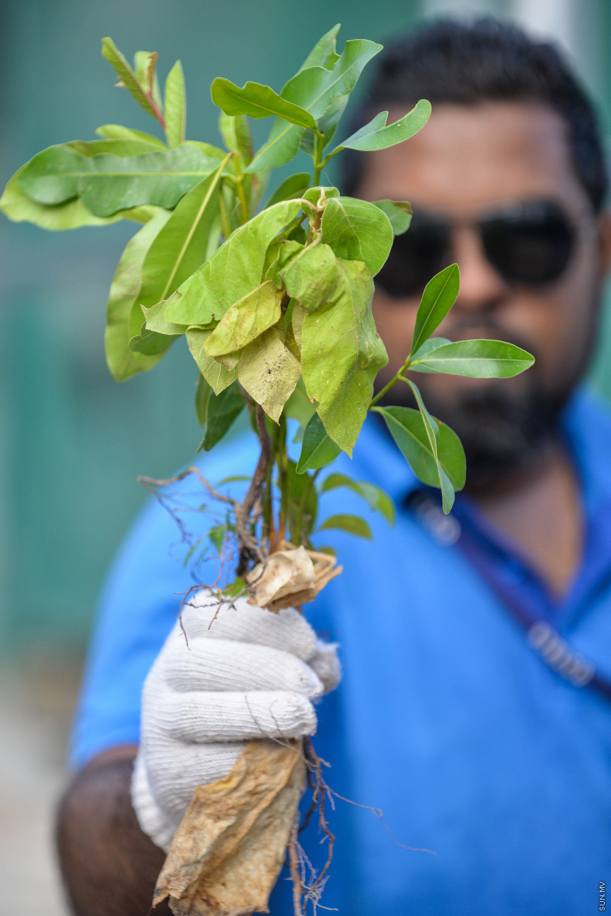 ފެބްރުއަރީ 15، 2020: "ސްޓެލްކޯ ރަށްފެހި" ޕްރޮގްރާމްގެ ދަށުން ތިލަފުށީގައި 3000 ގަސް އިންދުމަށް ބޭއްވި ހަފްލާގެ ތެރެއިން --- ސަން ފޮޓޯ/ ފަޔާޒު މޫސާ
