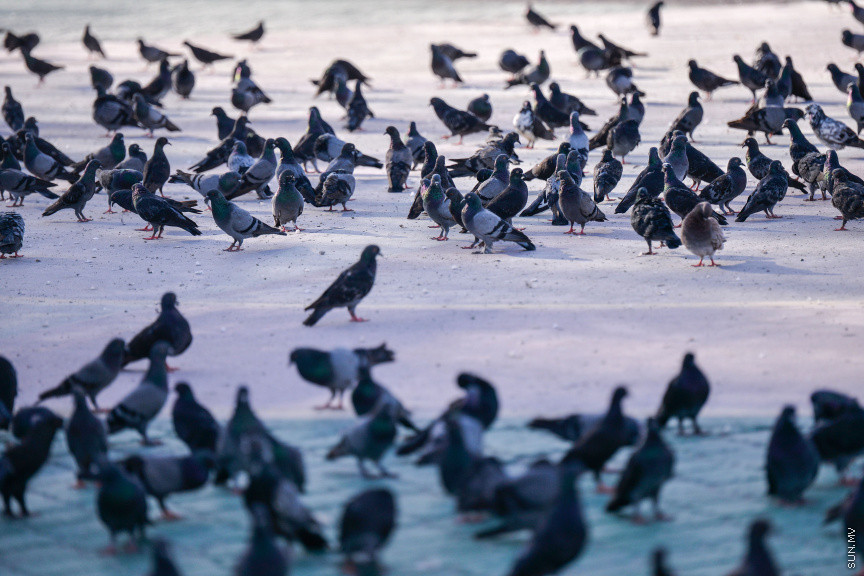 މާޗް 19، 2020: ކޮވިޑް19ގެ ނުރައްކާ ރާއްޖެއަށް ބޮޑުވުމާ އެކު ޖުމްހޫރީ މައިދާން ހިމެނޭ ގޮތަށް މާލޭގެ ހުރިހާ ޕާކްތަކެއް ވަނީ ބަންދުކޮށްފައެވެ. ބަންދު ދުވަސްތަކުގައި އާންމުންނާއި ގިނަ އަދަދެއްގެ ބިދޭސީން އެއްވެ ފުނިޖެހިފައިވާ ޖުމްހޫރީމައިދާނުގައި މިހާރު ފރަސްކަން ކުރަނީ އެސަރަހައްދުގައި އުޅެމުންދާ ކޮތަރުތަކެވެ. ޖުމްހޫރީ މައިދާން ވަނީ ކޮތަރުތަކަށް ހިތަކަށް ބޭނުން ކުރަން ލިބިފައެވެ. -- ސަން ފޮޓޯ/ ފަޔާޒު މޫސާ