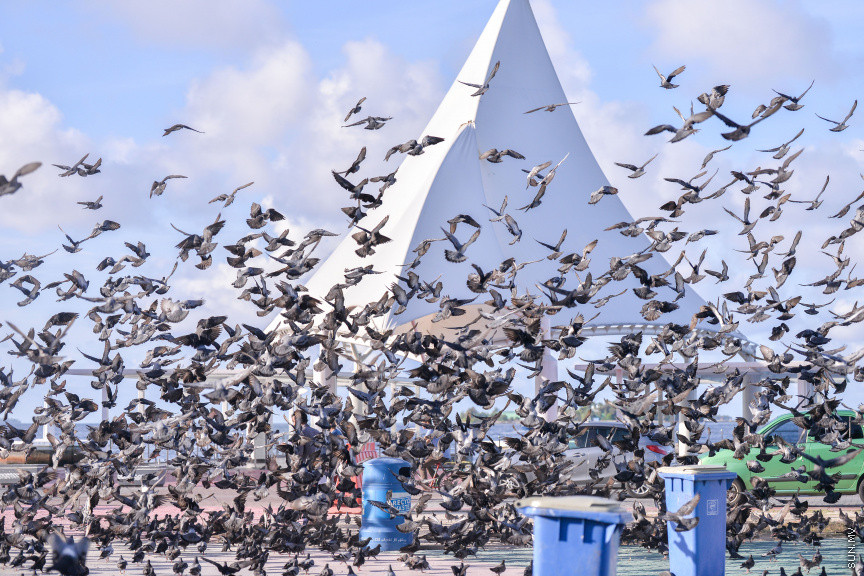 މާޗް 19، 2020: ކޮވިޑް19ގެ ނުރައްކާ ރާއްޖެއަށް ބޮޑުވުމާ އެކު ޖުމްހޫރީ މައިދާން ހިމެނޭ ގޮތަށް މާލޭގެ ހުރިހާ ޕާކްތަކެއް ވަނީ ބަންދުކޮށްފައެވެ. ބަންދު ދުވަސްތަކުގައި އާންމުންނާއި ގިނަ އަދަދެއްގެ ބިދޭސީން އެއްވެ ފުނިޖެހިފައިވާ ޖުމްހޫރީމައިދާނުގައި މިހާރު ފރަސްކަން ކުރަނީ އެސަރަހައްދުގައި އުޅެމުންދާ ކޮތަރުތަކެވެ. ޖުމްހޫރީ މައިދާން ވަނީ ކޮތަރުތަކަށް ހިތަކަށް ބޭނުން ކުރަން ލިބިފައެވެ. -- ސަން ފޮޓޯ/ ފަޔާޒު މޫސާ