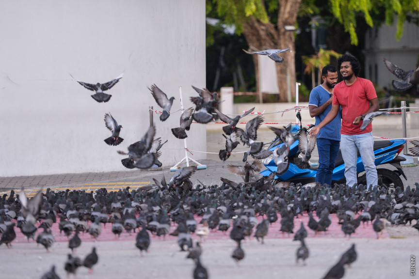 މާޗް 19، 2020: ކޮވިޑް19ގެ ނުރައްކާ ރާއްޖެއަށް ބޮޑުވުމާ އެކު ޖުމްހޫރީ މައިދާން ހިމެނޭ ގޮތަށް މާލޭގެ ހުރިހާ ޕާކްތަކެއް ވަނީ ބަންދުކޮށްފައެވެ. ބަންދު ދުވަސްތަކުގައި އާންމުންނާއި ގިނަ އަދަދެއްގެ ބިދޭސީން އެއްވެ ފުނިޖެހިފައިވާ ޖުމްހޫރީމައިދާނުގައި މިހާރު ފރަސްކަން ކުރަނީ އެސަރަހައްދުގައި އުޅެމުންދާ ކޮތަރުތަކެވެ. ޖުމްހޫރީ މައިދާން ވަނީ ކޮތަރުތަކަށް ހިތަކަށް ބޭނުން ކުރަން ލިބިފައެވެ. -- ސަން ފޮޓޯ/ ފަޔާޒު މޫސާ