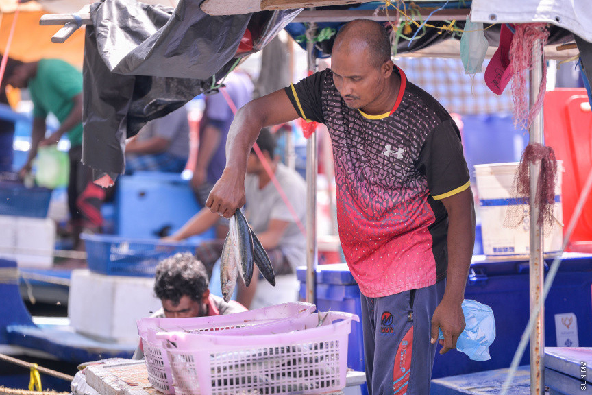 މެއި 14، 2020: ކޮވިޑް-19 ފެތުރޭތީ، ވެރިރަށް މާލެ ފުރަބަންދުގައި އޮތް އިރު މަސްވެރިން މަސްބާނައިގެން އައިސް މާރުކޭޓް ސަރަހައްދުގައި ދޯނުތަކުގައި ތިބެގެން މަސް ވިއްކުމުގެ މަސައްކަތުގައި -- ސަން ފޮޓޯ/ ފަޔާޒު މޫސާ