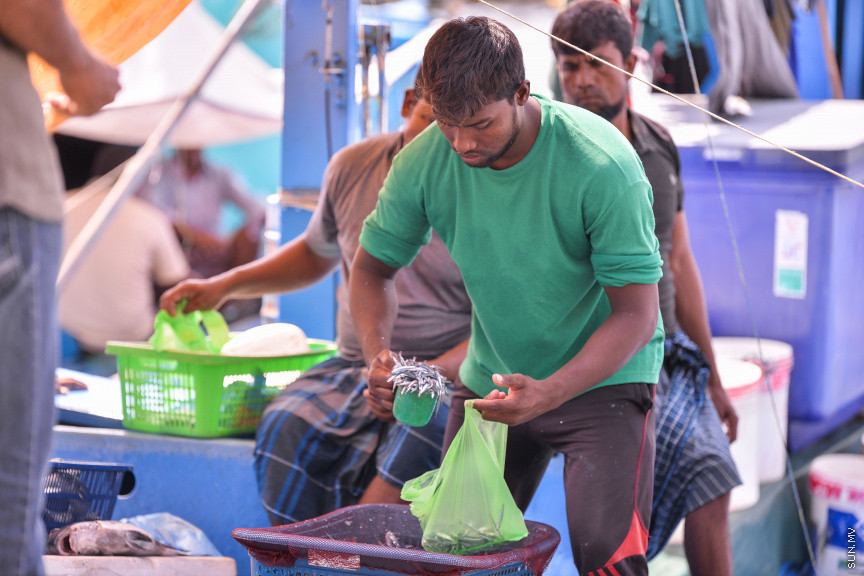 މެއި 14، 2020: ކޮވިޑް-19 ފެތުރޭތީ، ވެރިރަށް މާލެ ފުރަބަންދުގައި އޮތް އިރު މަސްވެރިން މަސްބާނައިގެން އައިސް މާރުކޭޓް ސަރަހައްދުގައި ދޯނުތަކުގައި ތިބެގެން މަސް ވިއްކުމުގެ މަސައްކަތުގައި -- ސަން ފޮޓޯ/ ފަޔާޒު މޫސާ
