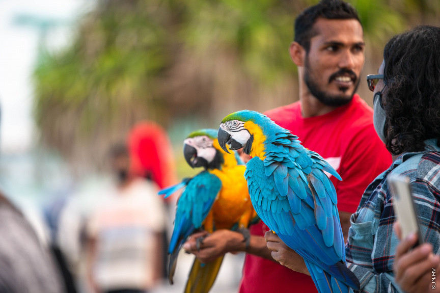 މޭ 1، 2021: ރޯދަ ކުރުކޮއްލުން ހުޅުމާލޭގައި: ބަޔަކު މަކާއޯ ދޫނި ތަކެއް ހިފައިގެން ހުޅުމާލޭ އަތިރިމަތީގައި --- ސަން ފޮޓޯ/ ފަޔާޒު މޫސާ