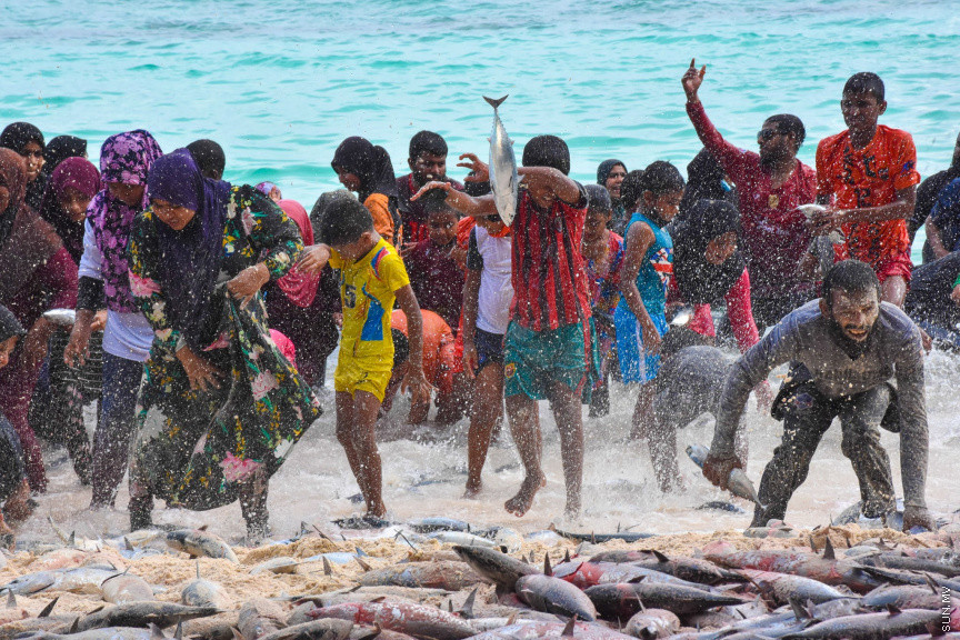 ހުޅަނގު މޫސުމާއެކު ބުރުނީގެ ގޮނޑުދޮށަށް ގިނަ އަދަދެއްގެ ރާގޮނޑި ތިލަވުން: ކޮންމެ އަހަރަކުހެން ހުޅަނގު މޫސުމާއެކު އެރަށަށް ވެރިވެގަންނަނީ ރާގޮނޑީގެ "މަސްވެރިކަމުގެ އީދެކޭ" ބުނުމަކީ ދޮގަކަށް ނުވާނެއެވެ. ފޯރިއާ މަޖަލުގައި އެންމެންވެސް ޝާމިލުވެގެންނަނީ މަސް ހިފާށެވެ. -- ފޮޓޯ/ ބުރުނި ފޭސްބުކް ޕޭޖް