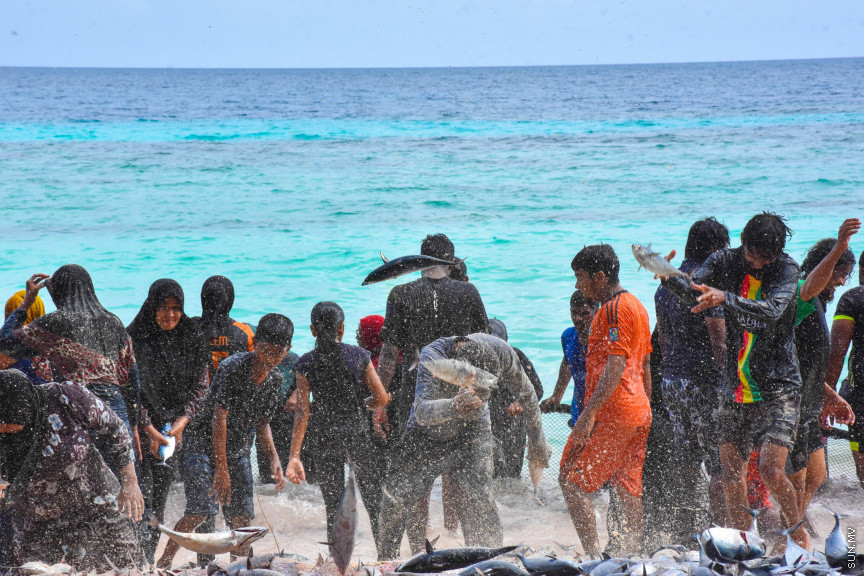 ހުޅަނގު މޫސުމާއެކު ބުރުނީގެ ގޮނޑުދޮށަށް ގިނަ އަދަދެއްގެ ރާގޮނޑި ތިލަވުން: ކޮންމެ އަހަރަކުހެން ހުޅަނގު މޫސުމާއެކު އެރަށަށް ވެރިވެގަންނަނީ ރާގޮނޑީގެ "މަސްވެރިކަމުގެ އީދެކޭ" ބުނުމަކީ ދޮގަކަށް ނުވާނެއެވެ. ފޯރިއާ މަޖަލުގައި އެންމެންވެސް ޝާމިލުވެގެންނަނީ މަސް ހިފާށެވެ. -- ފޮޓޯ/ ބުރުނި ފޭސްބުކް ޕޭޖް