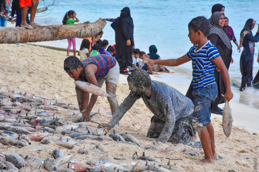 ހުޅަނގު މޫސުމާއެކު ބުރުނީގެ ގޮނޑުދޮށަށް ގިނަ އަދަދެއްގެ ރާގޮނޑި ތިލަވުން: ކޮންމެ އަހަރަކުހެން ހުޅަނގު މޫސުމާއެކު އެރަށަށް ވެރިވެގަންނަނީ ރާގޮނޑީގެ "މަސްވެރިކަމުގެ އީދެކޭ" ބުނުމަކީ ދޮގަކަށް ނުވާނެއެވެ. ފޯރިއާ މަޖަލުގައި އެންމެންވެސް ޝާމިލުވެގެންނަނީ މަސް ހިފާށެވެ. -- ފޮޓޯ/ ބުރުނި ފޭސްބުކް ޕޭޖް
