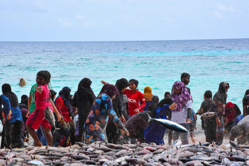ހުޅަނގު މޫސުމާއެކު ބުރުނީގެ ގޮނޑުދޮށަށް ގިނަ އަދަދެއްގެ ރާގޮނޑި ތިލަވުން: ކޮންމެ އަހަރަކުހެން ހުޅަނގު މޫސުމާއެކު އެރަށަށް ވެރިވެގަންނަނީ ރާގޮނޑީގެ "މަސްވެރިކަމުގެ އީދެކޭ" ބުނުމަކީ ދޮގަކަށް ނުވާނެއެވެ. ފޯރިއާ މަޖަލުގައި އެންމެންވެސް ޝާމިލުވެގެންނަނީ މަސް ހިފާށެވެ. -- ފޮޓޯ/ ބުރުނި ފޭސްބުކް ޕޭޖް