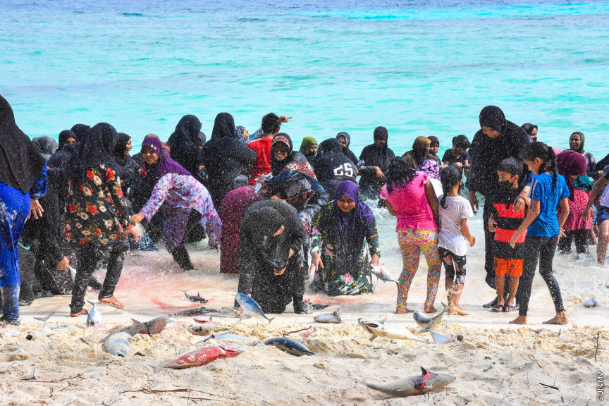 ހުޅަނގު މޫސުމާއެކު ބުރުނީގެ ގޮނޑުދޮށަށް ގިނަ އަދަދެއްގެ ރާގޮނޑި ތިލަވުން: ކޮންމެ އަހަރަކުހެން ހުޅަނގު މޫސުމާއެކު އެރަށަށް ވެރިވެގަންނަނީ ރާގޮނޑީގެ "މަސްވެރިކަމުގެ އީދެކޭ" ބުނުމަކީ ދޮގަކަށް ނުވާނެއެވެ. ފޯރިއާ މަޖަލުގައި އެންމެންވެސް ޝާމިލުވެގެންނަނީ މަސް ހިފާށެވެ. -- ފޮޓޯ/ ބުރުނި ފޭސްބުކް ޕޭޖް