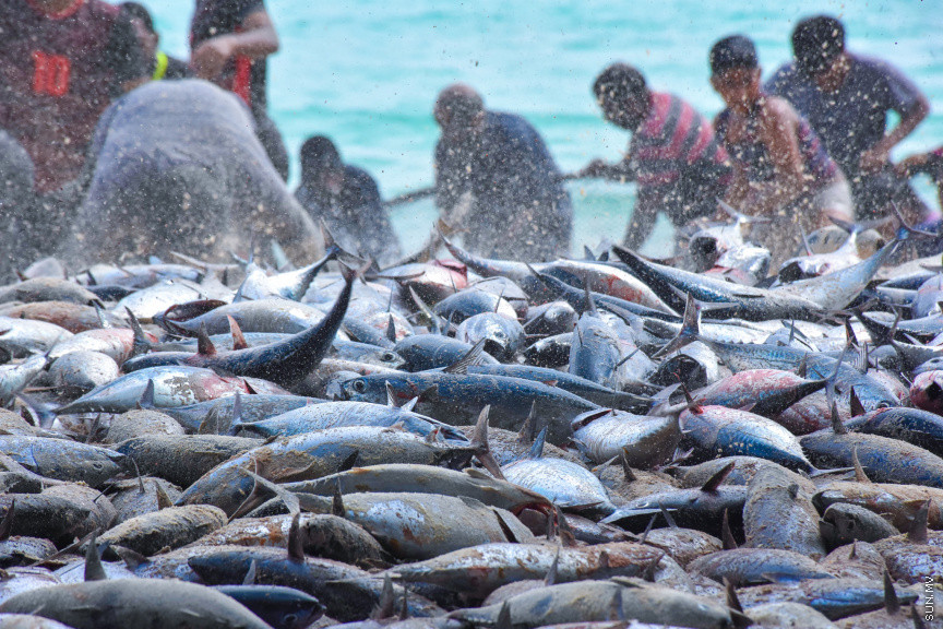 ހުޅަނގު މޫސުމާއެކު ބުރުނީގެ ގޮނޑުދޮށަށް ގިނަ އަދަދެއްގެ ރާގޮނޑި ތިލަވުން: ކޮންމެ އަހަރަކުހެން ހުޅަނގު މޫސުމާއެކު އެރަށަށް ވެރިވެގަންނަނީ ރާގޮނޑީގެ "މަސްވެރިކަމުގެ އީދެކޭ" ބުނުމަކީ ދޮގަކަށް ނުވާނެއެވެ. ފޯރިއާ މަޖަލުގައި އެންމެންވެސް ޝާމިލުވެގެންނަނީ މަސް ހިފާށެވެ. -- ފޮޓޯ/ ބުރުނި ފޭސްބުކް ޕޭޖް
