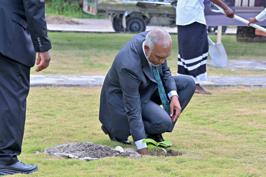އުތީމުގައި ބޮޑުތަކުރުފާނުގެ ހަނދާނުގައި ހައިވަކަރު ގަހެއް އިންދެވުން -- ފޮޓޯ/ ރައީސް އޮފީސް